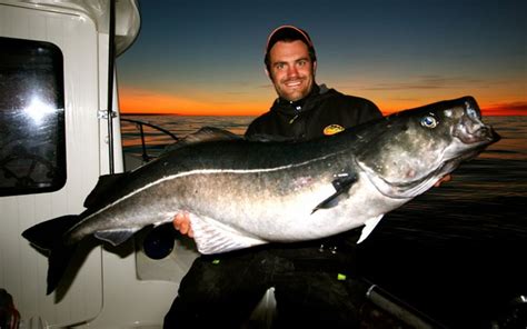 Big Fishes of the World: COALFISH (Pollachius pollachius)