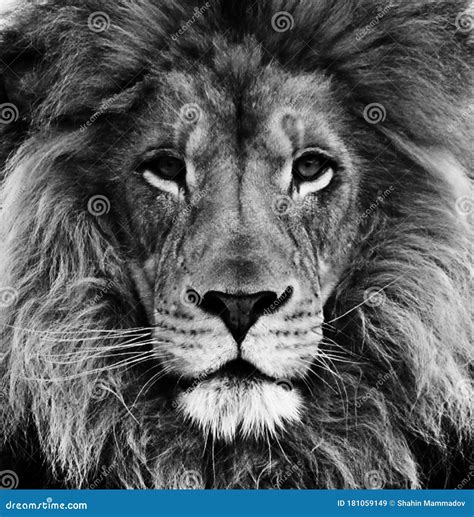 Black and White Portrait of a Beautiful African Lion at Close Range Stock Image - Image of ...