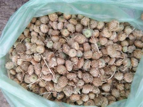 Anacyclus pyrethrum Seeds, Packaging Type: Packet at best price in Dehradun