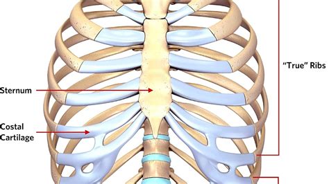 Sternal fracture - Sternum Injury - Injury Choices