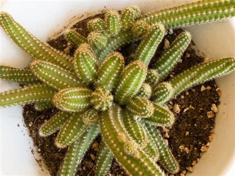 How to Grow & Care for the Peanut Cactus – Comometal