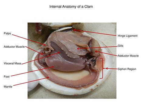 Anatomy Of A Clam - Anatomy Reading Source