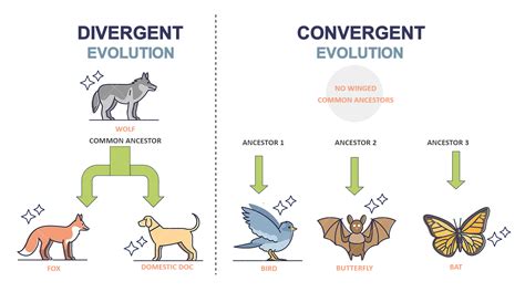 Convergent Evolution Vs Divergent Evolution