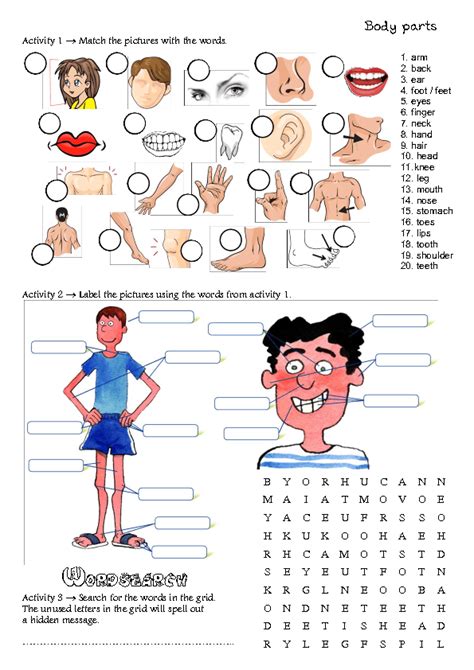 Esl Body Parts Worksheet Adults