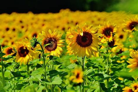 Sunflowers: Planting, Growing, and Caring for Sunflowers