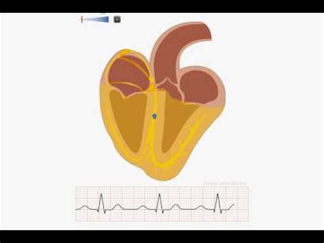 Animation of normal sinus rhythm - YouTube