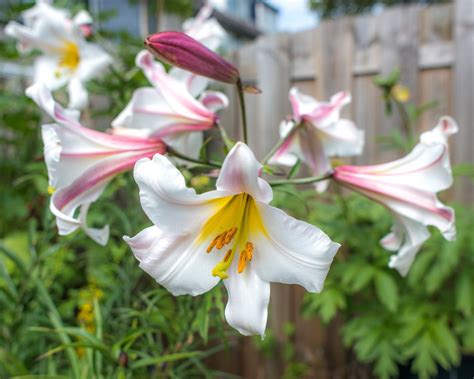 Lily 'Regale' bulbs — Buy online at Farmer Gracy UK