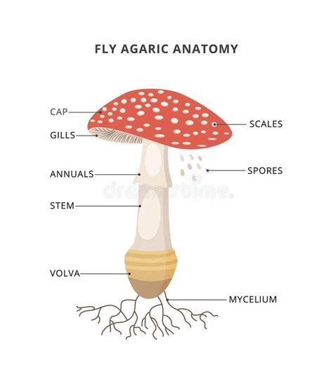 Mushroom Anatomy Labeled Biology Diagram Vector Illustration Stock Vector - Illustration of ...