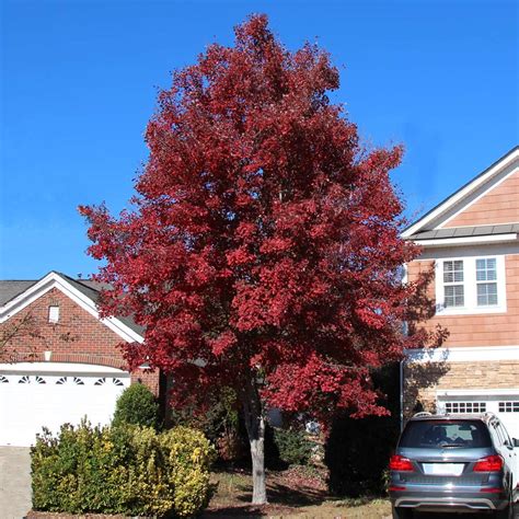 American Red Maple Trees for Sale | FastGrowingTrees.com