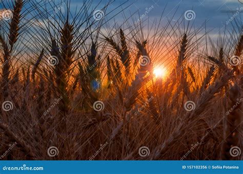 Rye Field at Sunset Mature Ears on the Background of Sunset with Sun Flare Stock Photo - Image ...