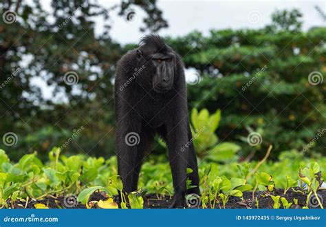 The Celebes Crested Macaque . Crested Black Macaque, Sulawesi Crested Macaque, Sulawesi Macaque ...