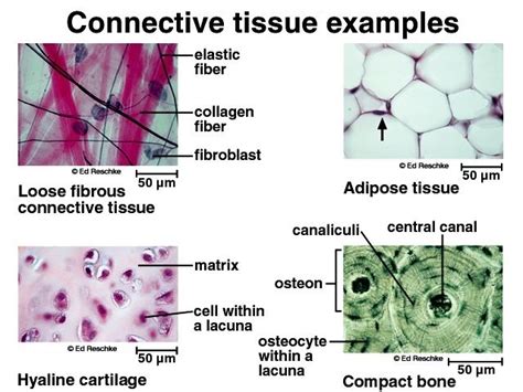 Embryonic connective tissue, Connective tissue proper & Specialized ...