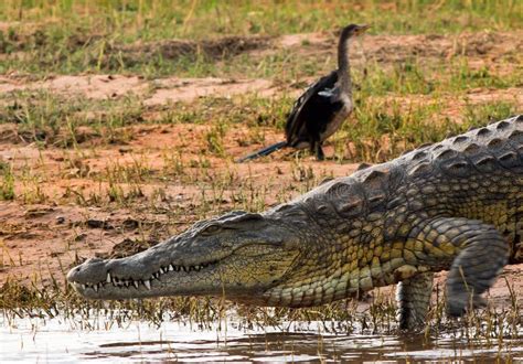 Nile Crocodile Nose stock photo. Image of nile, brown - 32365996