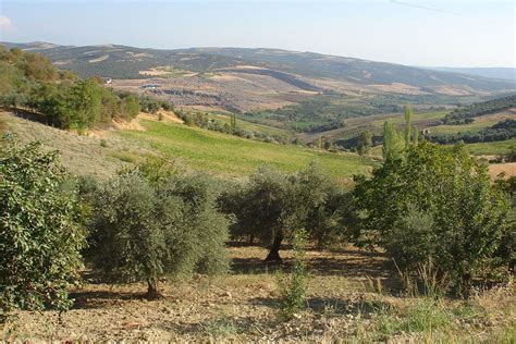 Exploring Mediterranean forests: forty years of testimony - MedForest