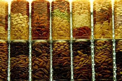 rice seed variety | Flickr - Photo Sharing!