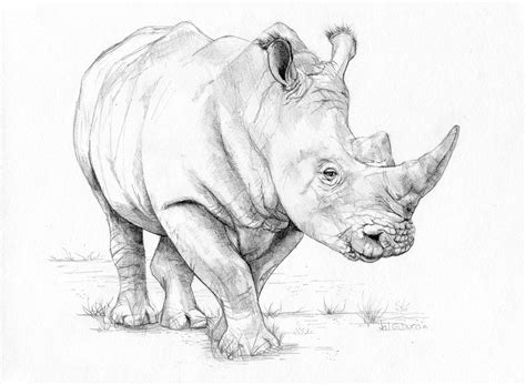 graphite on paper, 17 x 30 cm. | Rhino art, Animal illustration art ...