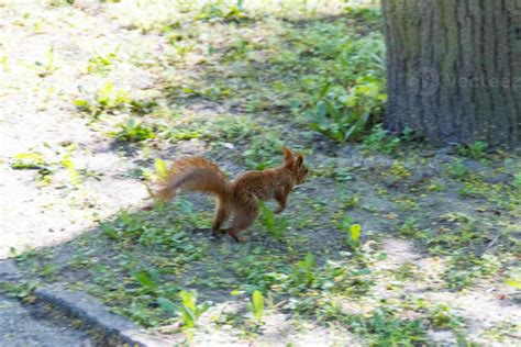 Red Eurasian squirrel 8472407 Stock Photo at Vecteezy