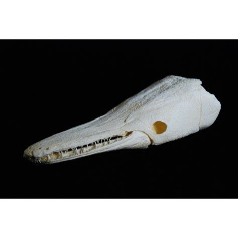 Alligator Gar Skull Replica | DINOSAURS ROCK SUPERSTORE | Fossil & Mineral Specimens