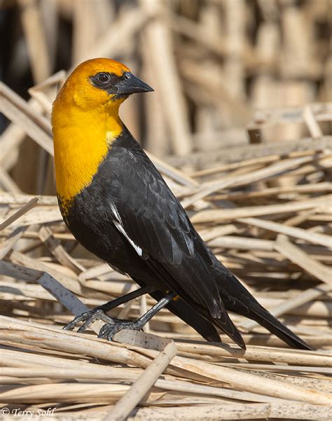 Yellow-headed Blackbird - South Dakota Birds and Birding