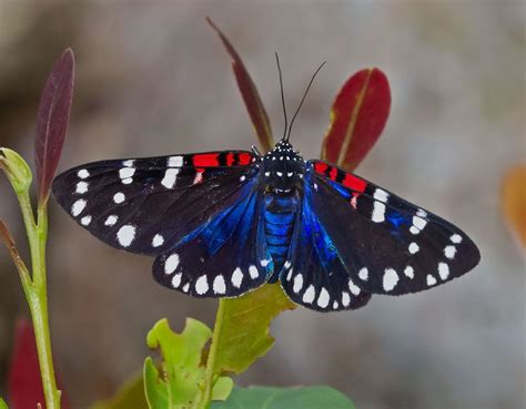 Faithful Beauty Moth - Composia fidelissima | Beautiful butterflies, Moth, Beautiful butterfly ...