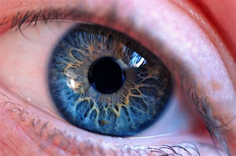 Free photo: Blue Human Eye - Blue eyes, Close -up, Colors - Free ...