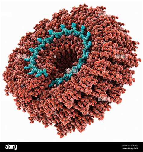 Tobacco mosaic virus. Computer model showing the molecular structure of a tobacco mosaic virus ...