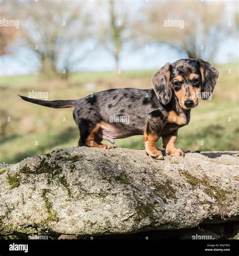 miniature dachshund puppy Stock Photo - Alamy