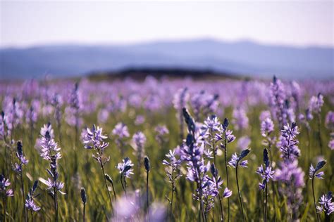 Where to find Wildflowers this Summer - Visit Southern Idaho