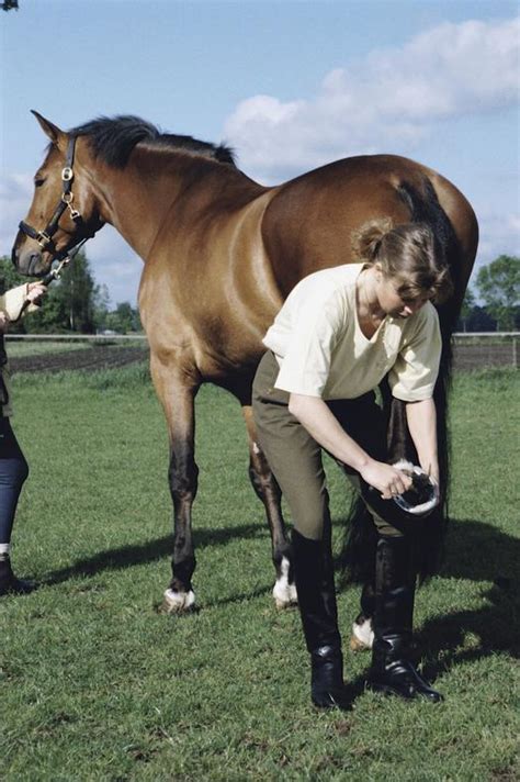 Healthy Horses: How to care for your horse’s hooves