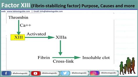 Factor XIII (Fibrin-stabilizing factor) Purpose, Causes and more | Lab Tests Guide