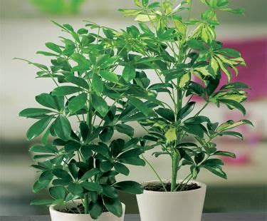 Easy Care Houseplants | Gardens, Green leaves and House