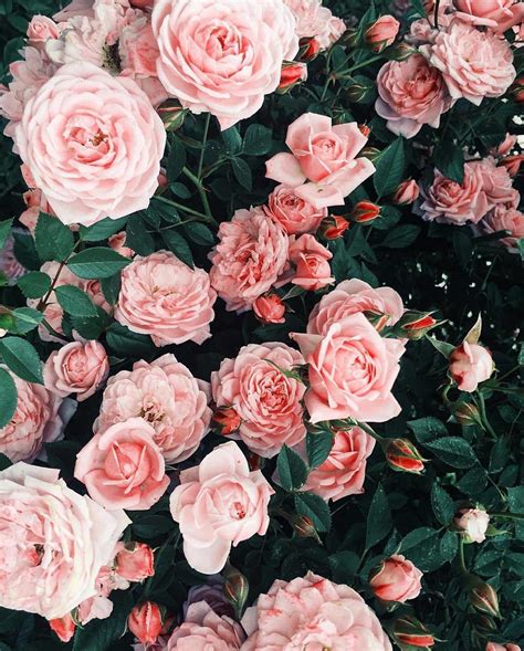 Aesthetic Pink Roses Wallpapers - Wallpaper Cave