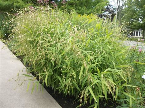 Future Plants by Randy Stewart: Northern Sea Oats | Ornamental grasses, Shade landscaping, Tall ...