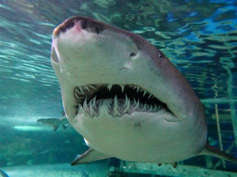 Sharks - Sydney Darling Harbour | SEA LIFE Sydney Aquarium