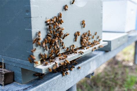 Hive of bees swarming during honey harvest Stock Photo | Adobe Stock