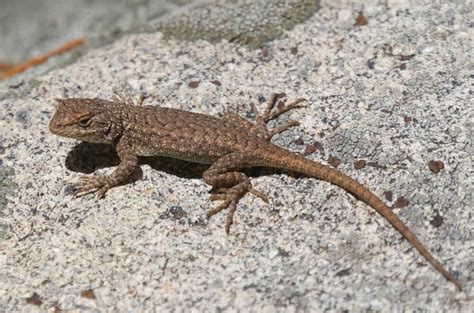 What Lizards Are There In Arizona? 20 Common Species With Photos