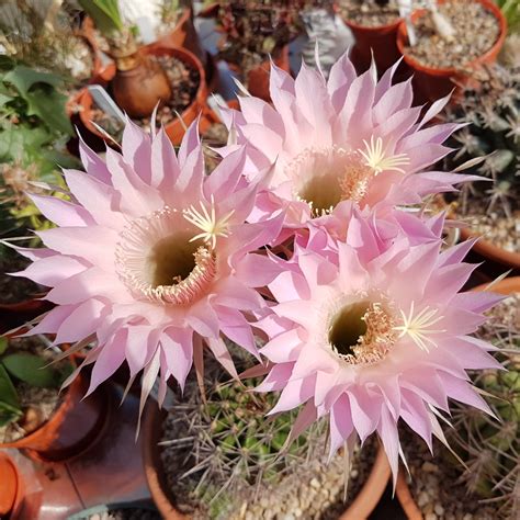 Echinopsis hybrid, truly magnificent flowers but they only last a day ...