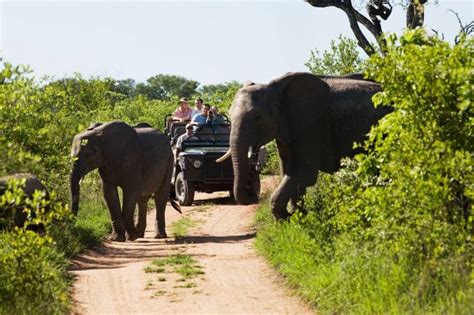 Kruger National Park Safaris from Cape Town Archives - Africa Moja Tours