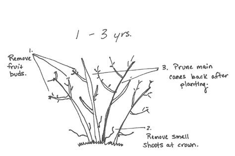 How & When to Prune Blueberry Bushes for Bountiful Berries Every Year