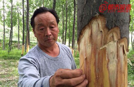 洛阳80棵大树惨遭扒皮 疑因挡了煤矿高压线_新浪河南_新浪网