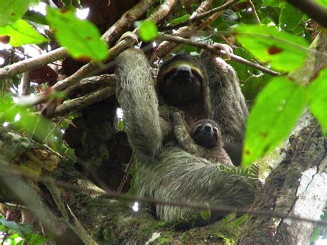 Costa Rican sloth with her baby : r/Eyebleach