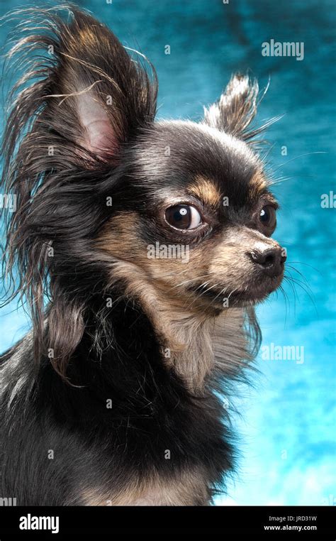 77+ Long Haired Black Tan Chihuahua - l2sanpiero