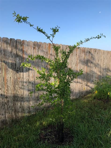 Winged Elm - Southern Native Trees