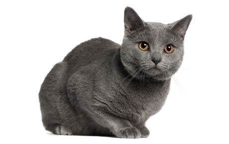 Chartreux Cat Breed Information, Pictures, Characteristics & Facts