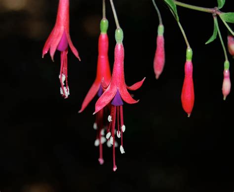 Fuchsia magellanica - Hardy Fuchsia - Seeds