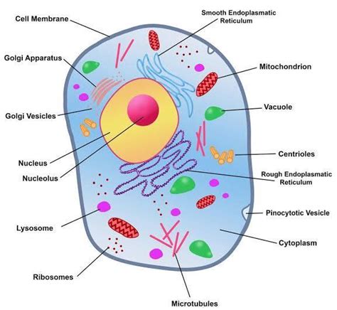 Draw a labelled diagram of an animal cell. Describe the structure and give the name of four cell ...