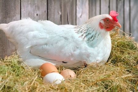 Raising Chickens for Eggs | ThriftyFun