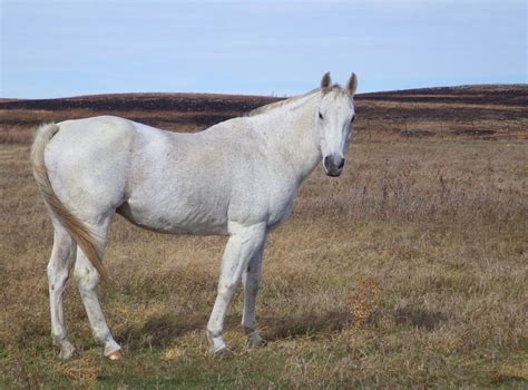 Tallgrass Prairie National Preserve | Raven About The Parks | Raven ...