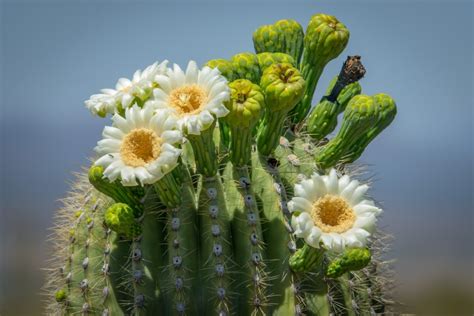 Where to Find Saguaros and Other Dazzling Cactus in the West | Via