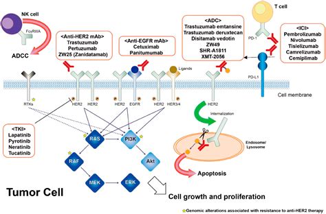 Cancers | Free Full-Text | Molecular Basis of HER2-Targeted Therapy for HER2-Positive Colorectal ...